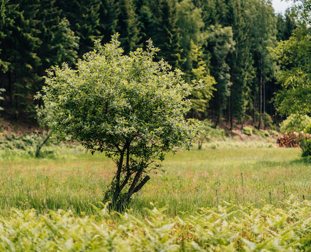 EcoForst_Baumpflege (1)