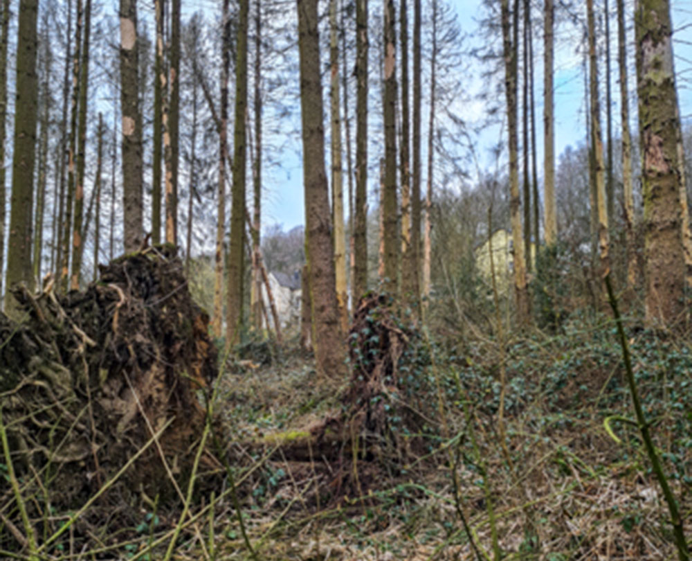 EcoForst_Wald-gesucht
